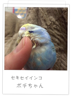 セキセイインコ ポチちゃん